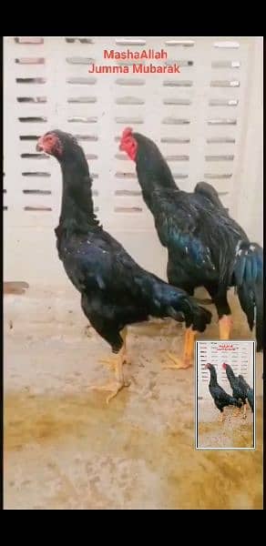 Black king O Shamo chicks. 3000 2