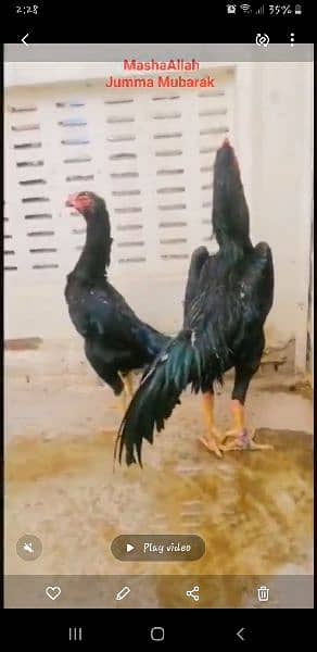 Black king O Shamo chicks. 3000 3