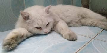 Persian male cat 1.5 years