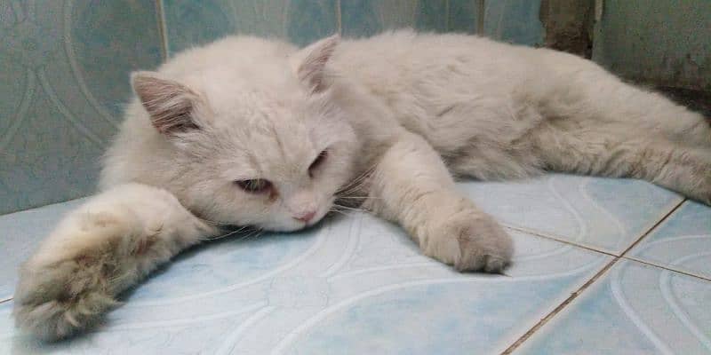 Persian male cat 1.5 years 0