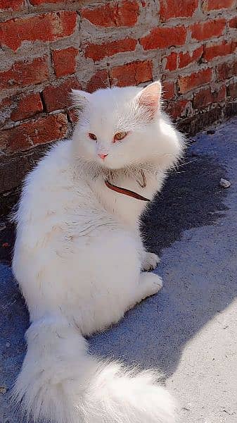 Persian male cat 1.5 years 1