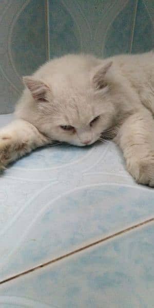 Persian male cat 1.5 years 2