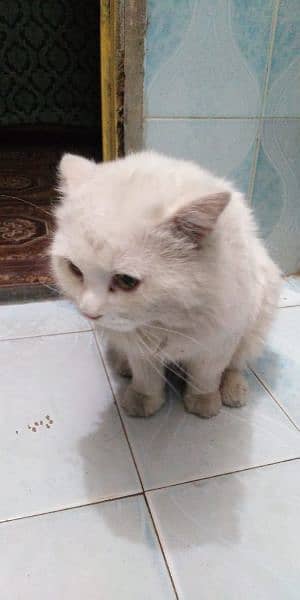 Persian male cat 1.5 years 3