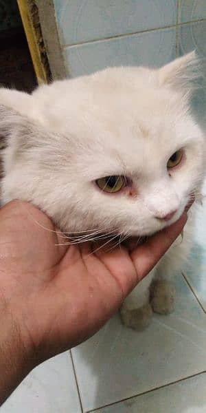 Persian male cat 1.5 years 5