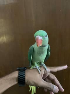 3 Month Old Raw Parrots Pair