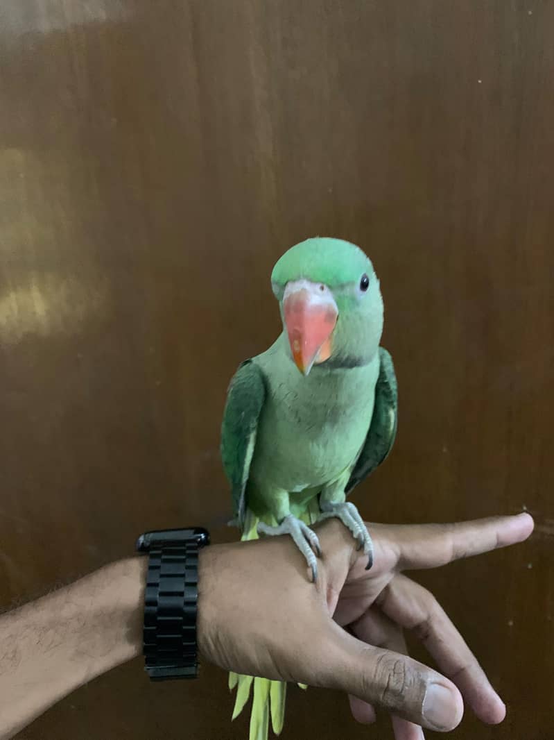 3 Month Old Raw Parrots Pair 0