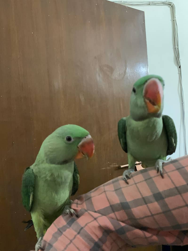 3 Month Old Raw Parrots Pair 3