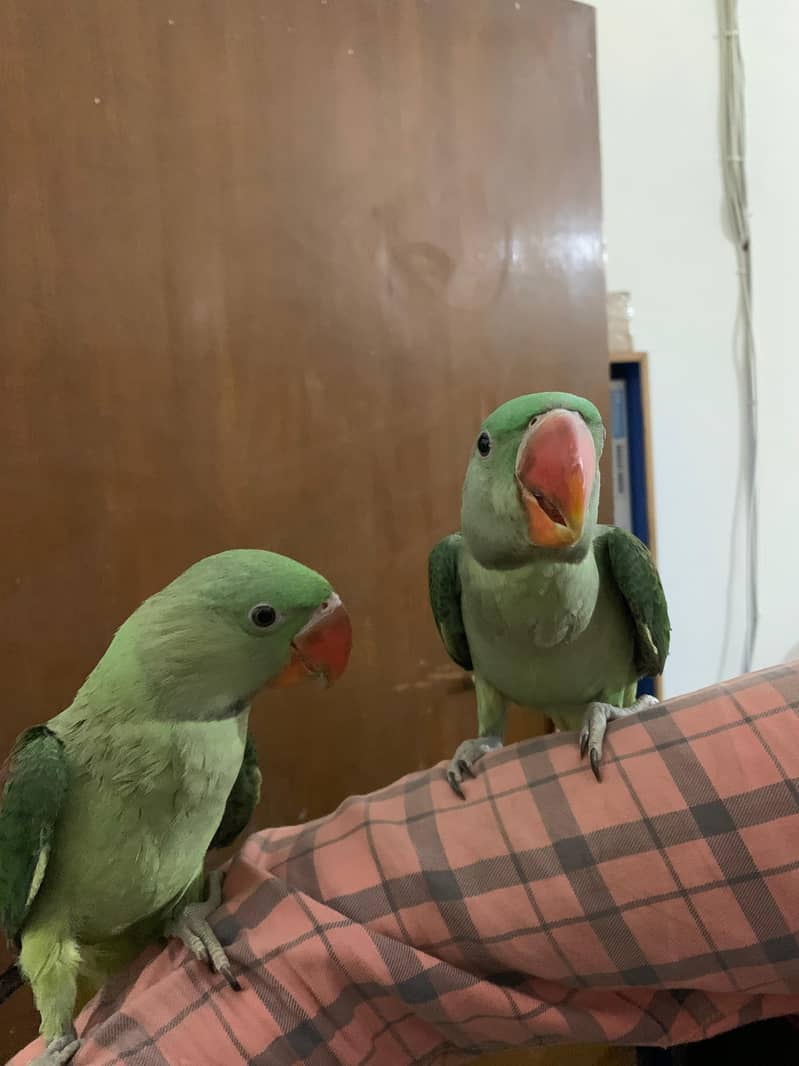 3 Month Old Raw Parrots Pair 4