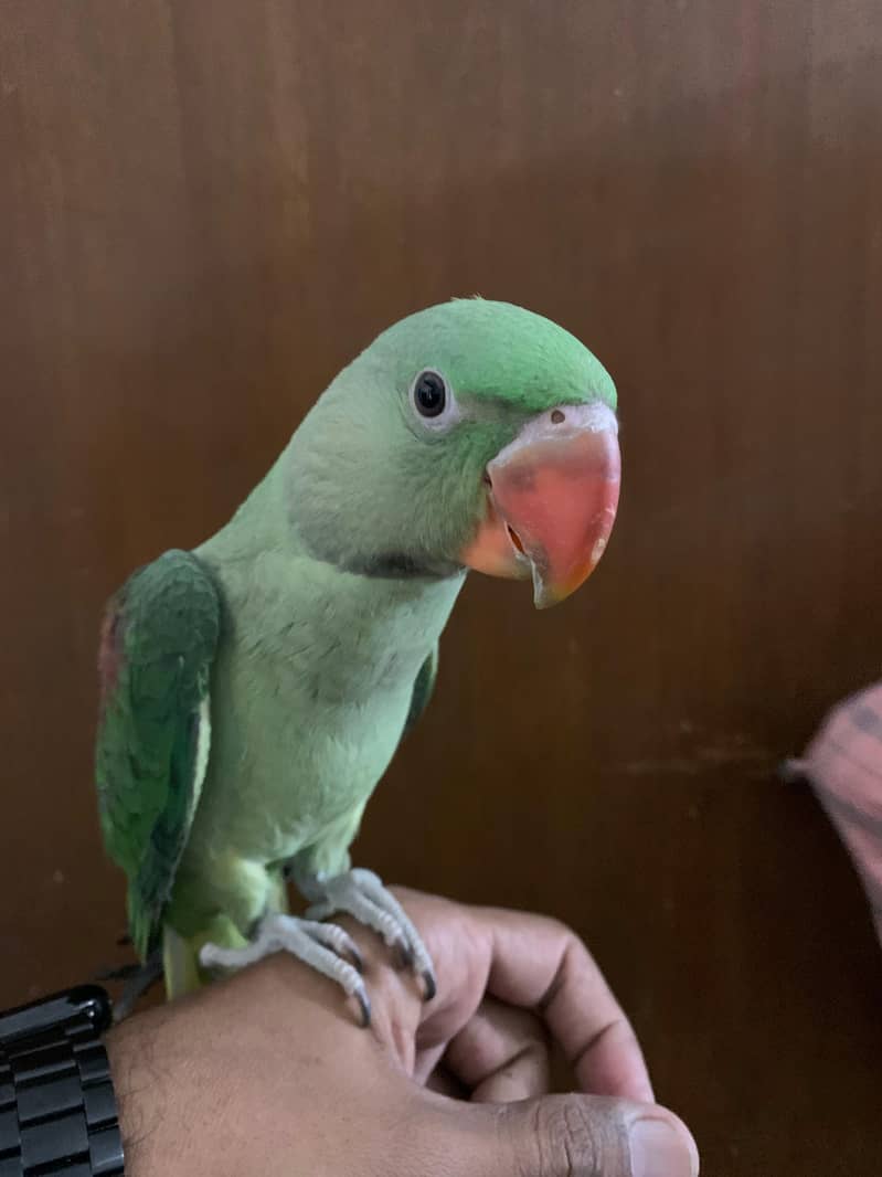 3 Month Old Raw Parrots Pair 6