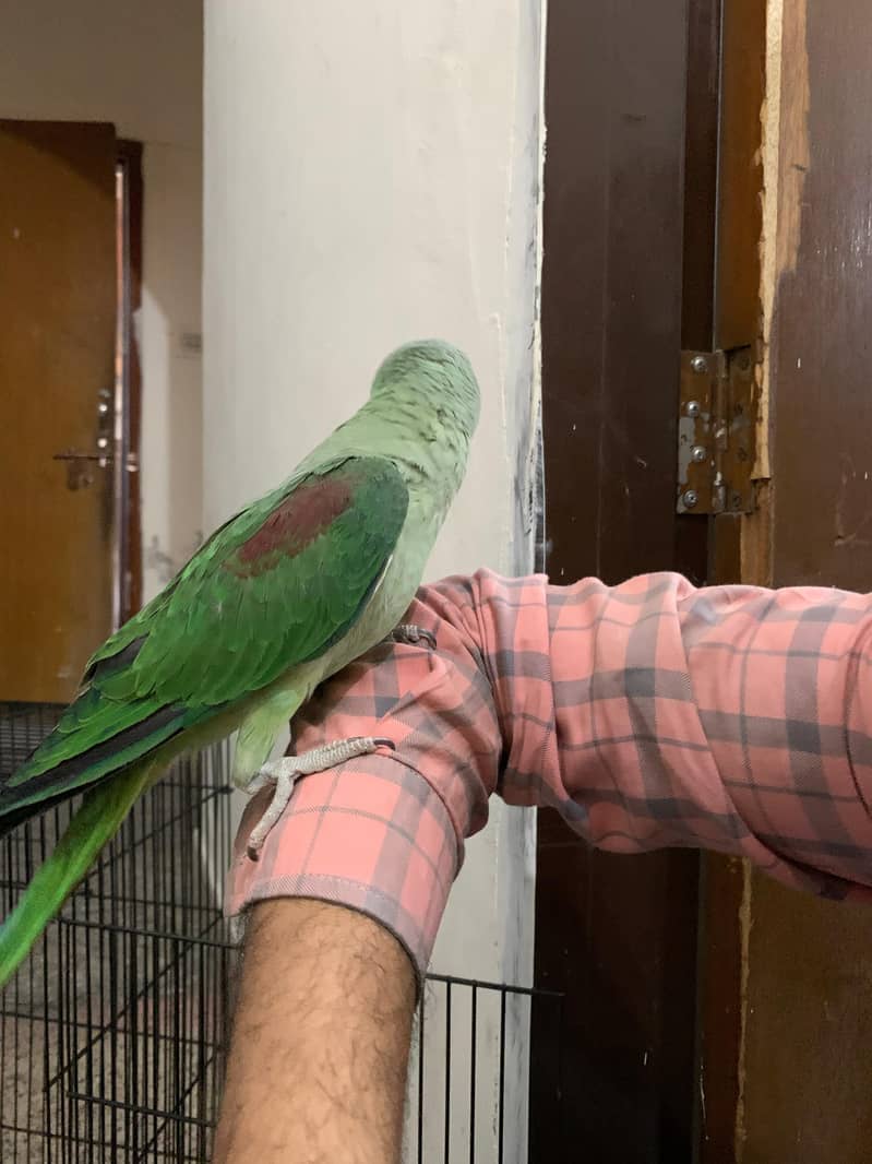 3 Month Old Raw Parrots Pair 7