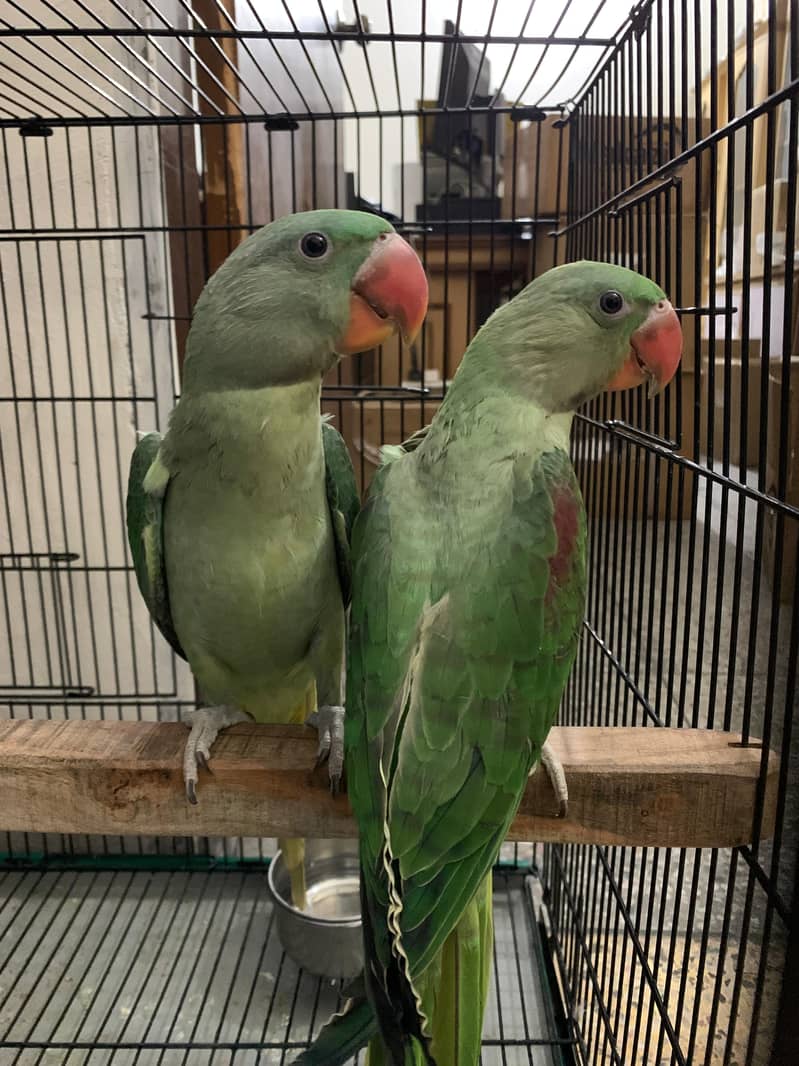 3 Month Old Raw Parrots Pair 9