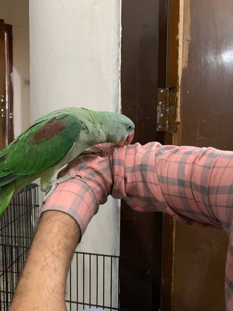 3 Month Old Raw Parrots Pair 10
