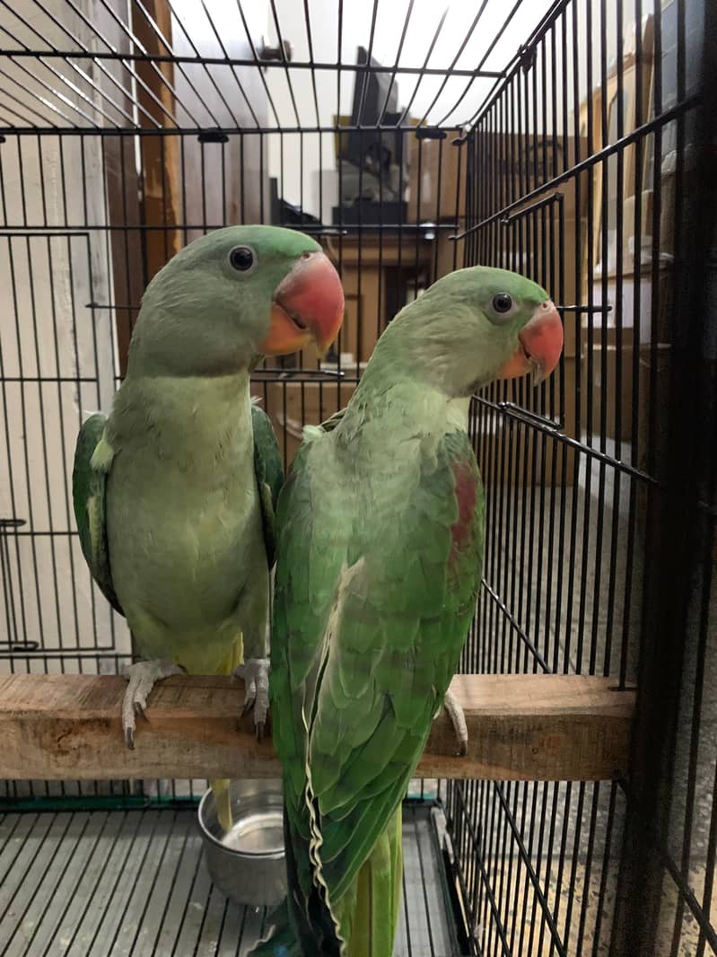 3 Month Old Raw Parrots Pair 11