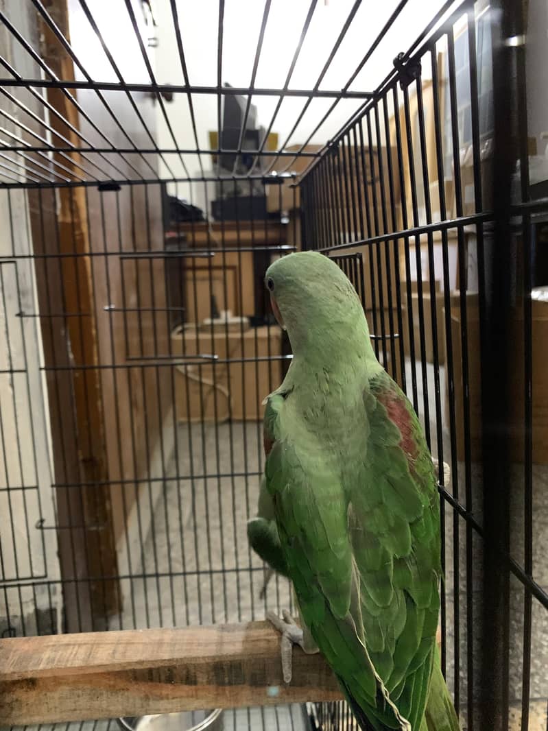 3 Month Old Raw Parrots Pair 12
