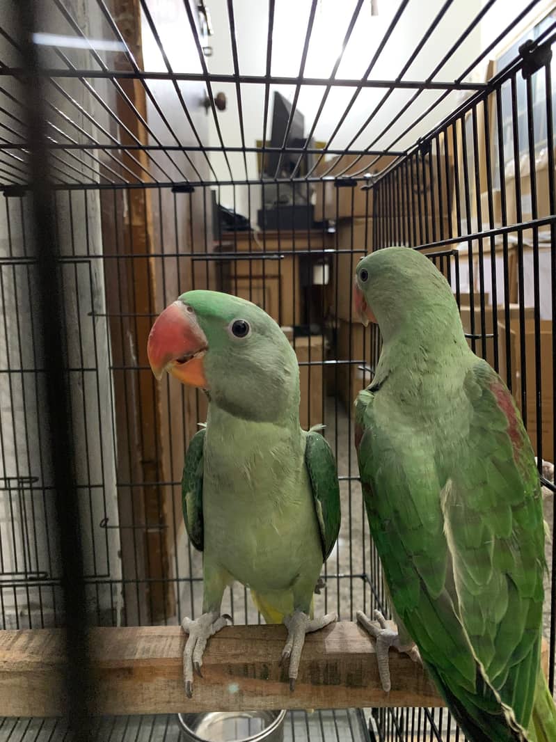 3 Month Old Raw Parrots Pair 13