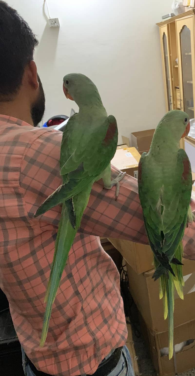 3 Month Old Raw Parrots Pair 14