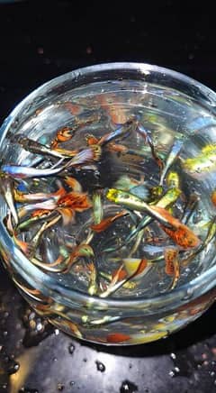 Guppy Fishes For Sale in wholesale price (LIMITED) 0