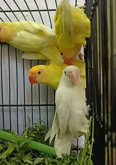 CREAMINO AND ALBINO'S HEALTHY AND ACTIVE PARTS