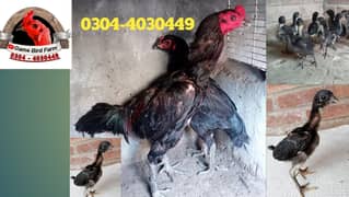 hens / chicks /Imported Pure Thai Chicks/ burmi chicks for sale