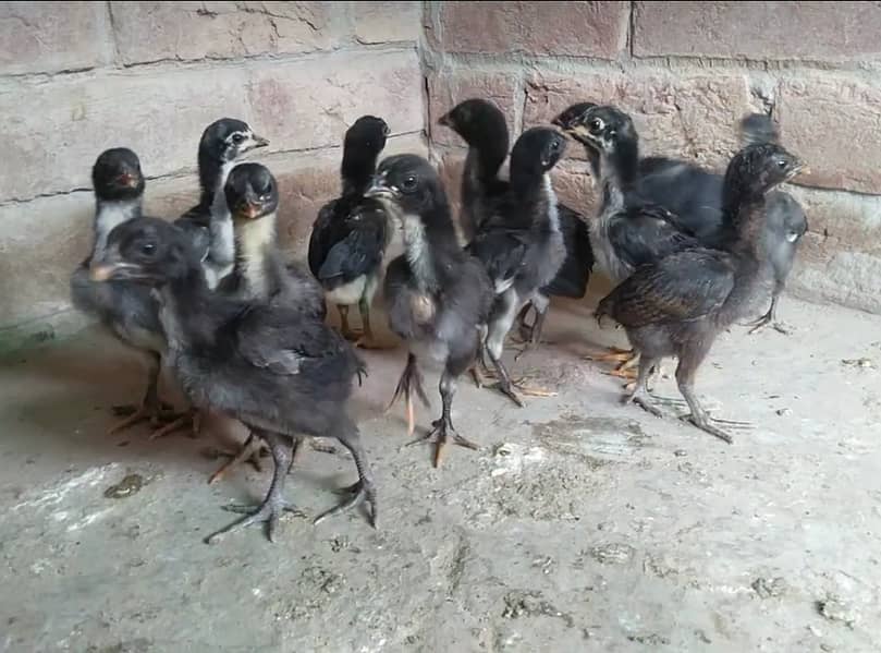 hens / chicks /Imported Pure Thai Chicks/ burmi chicks for sale 1