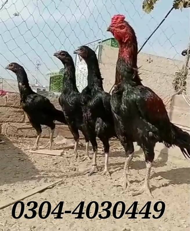 hens / chicks /Imported Pure Thai Chicks/ burmi chicks for sale 3