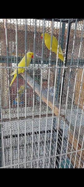 Yellow Ringneck and Recessive Pied Breeder Pair 1