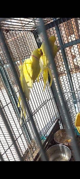 Yellow Ringneck and Recessive Pied Breeder Pair 2
