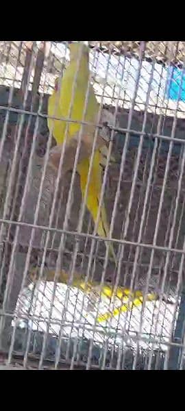 Yellow Ringneck and Recessive Pied Breeder Pair 3