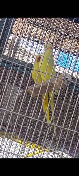 Yellow Ringneck and Recessive Pied Breeder Pair 4