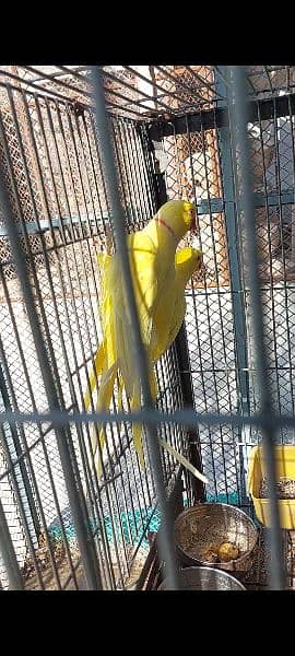 Yellow Ringneck and Recessive Pied Breeder Pair 5
