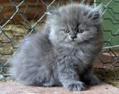 blue Persian cat female kitten
