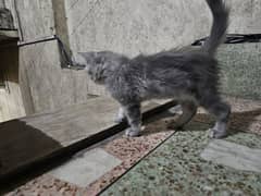 Grey cat male 2 month age