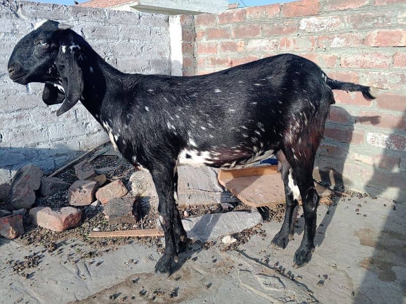 2 Desi goats for sale 3