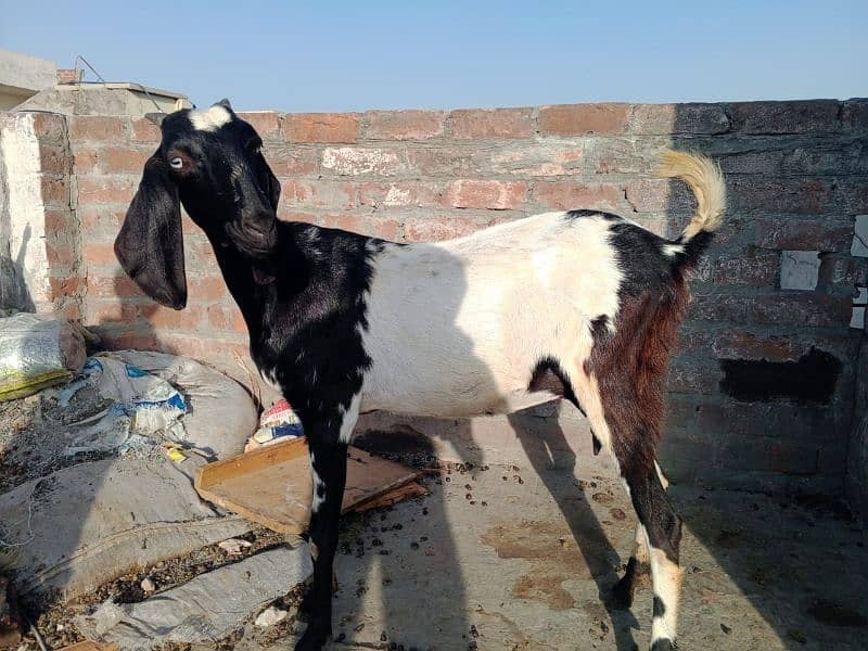 2 Desi goats for sale 4