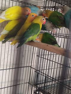 All type of love birds available for sale .