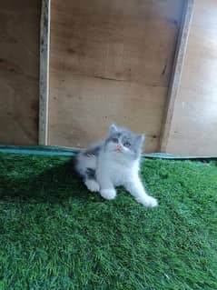 Persian kittens available ALi PET SHOP 03250992331