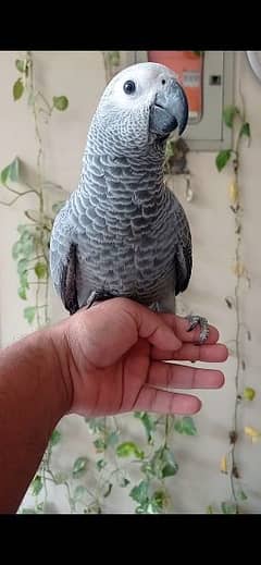 Grey parrot & Sunconure Chicks