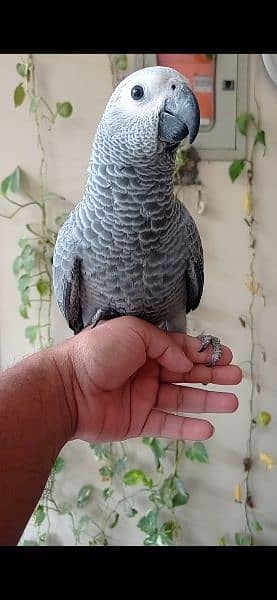 Grey parrot & Sunconure Chicks 0