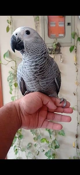 Grey parrot & Sunconure Chicks 1