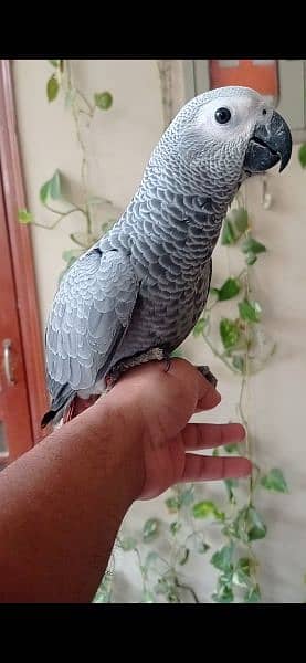Grey parrot & Sunconure Chicks 2