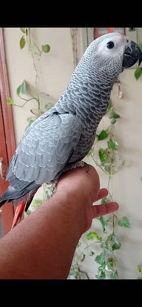 Grey parrot & Sunconure Chicks 3