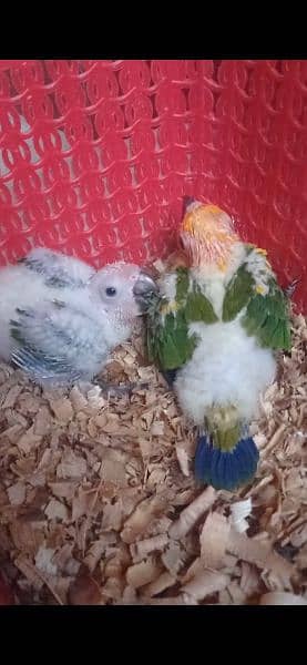 Grey parrot & Sunconure Chicks 4