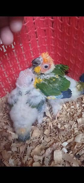 Grey parrot & Sunconure Chicks 5