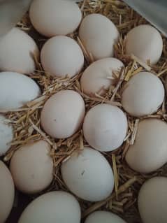 Australorp eggs