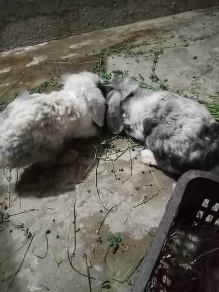 Imported Lionhead Lop Rabbits - has kids 14