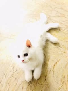 Male Persian kitten Triple coated 0