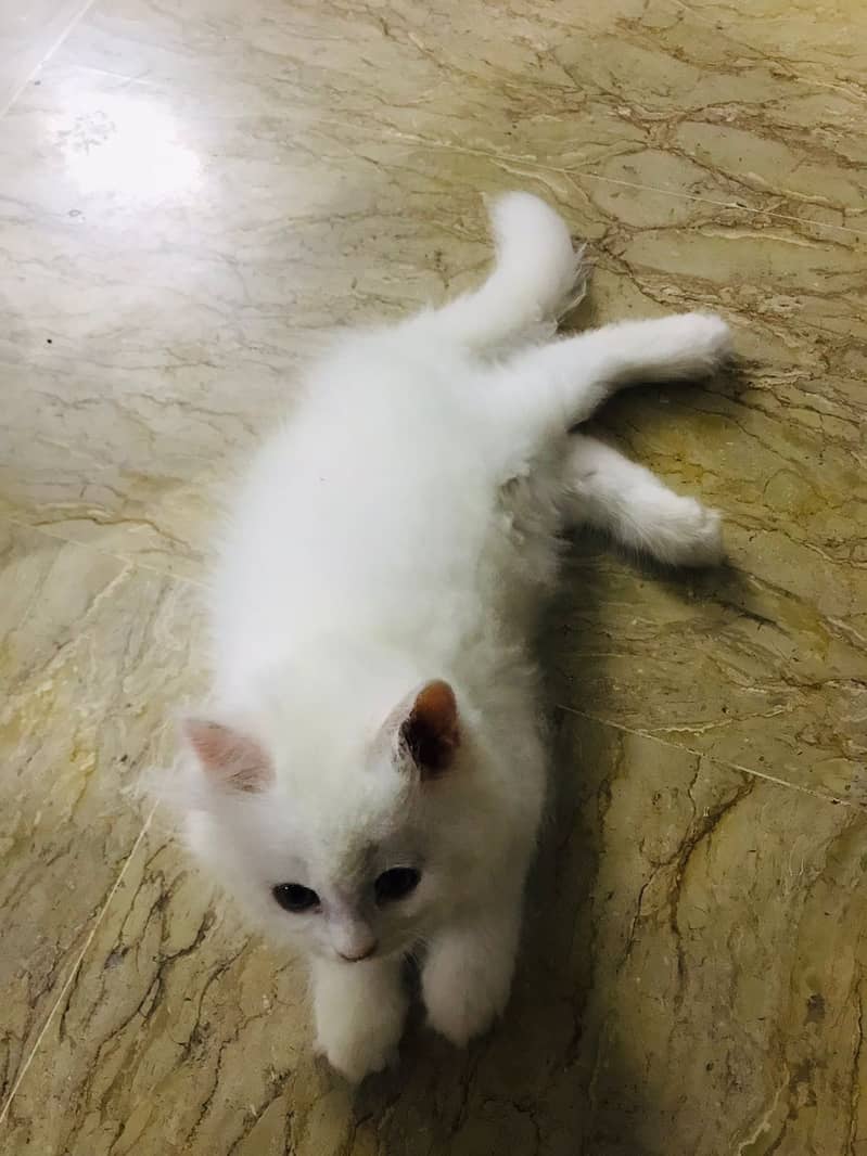 Male Persian kitten Triple coated 1