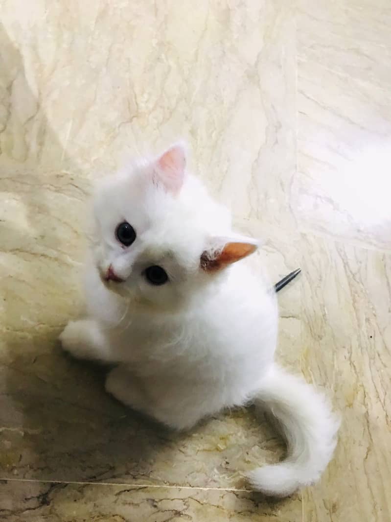 Male Persian kitten Triple coated 2