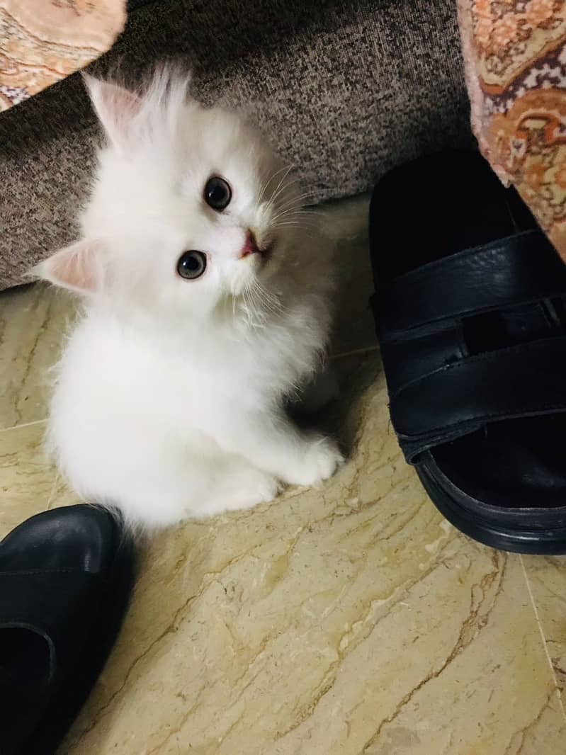 Male Persian kitten Triple coated 3