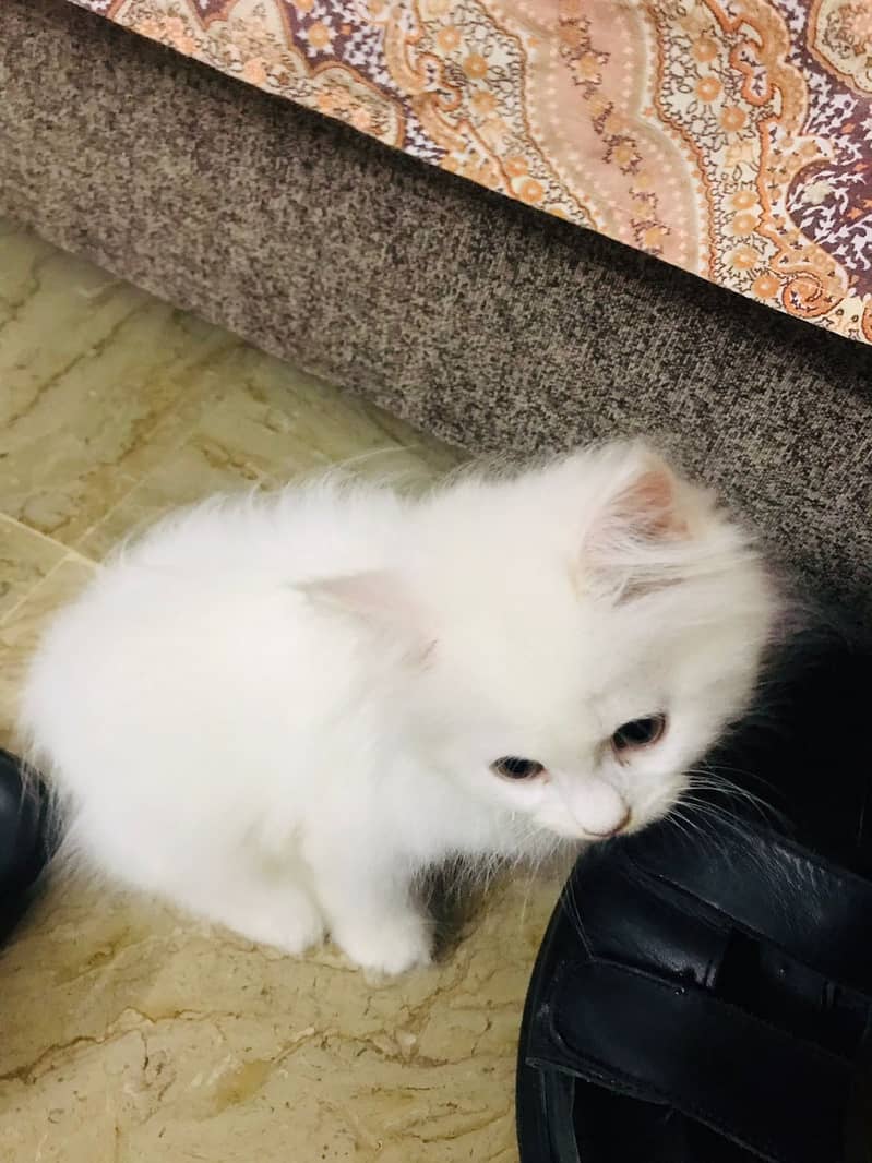 Male Persian kitten Triple coated 4